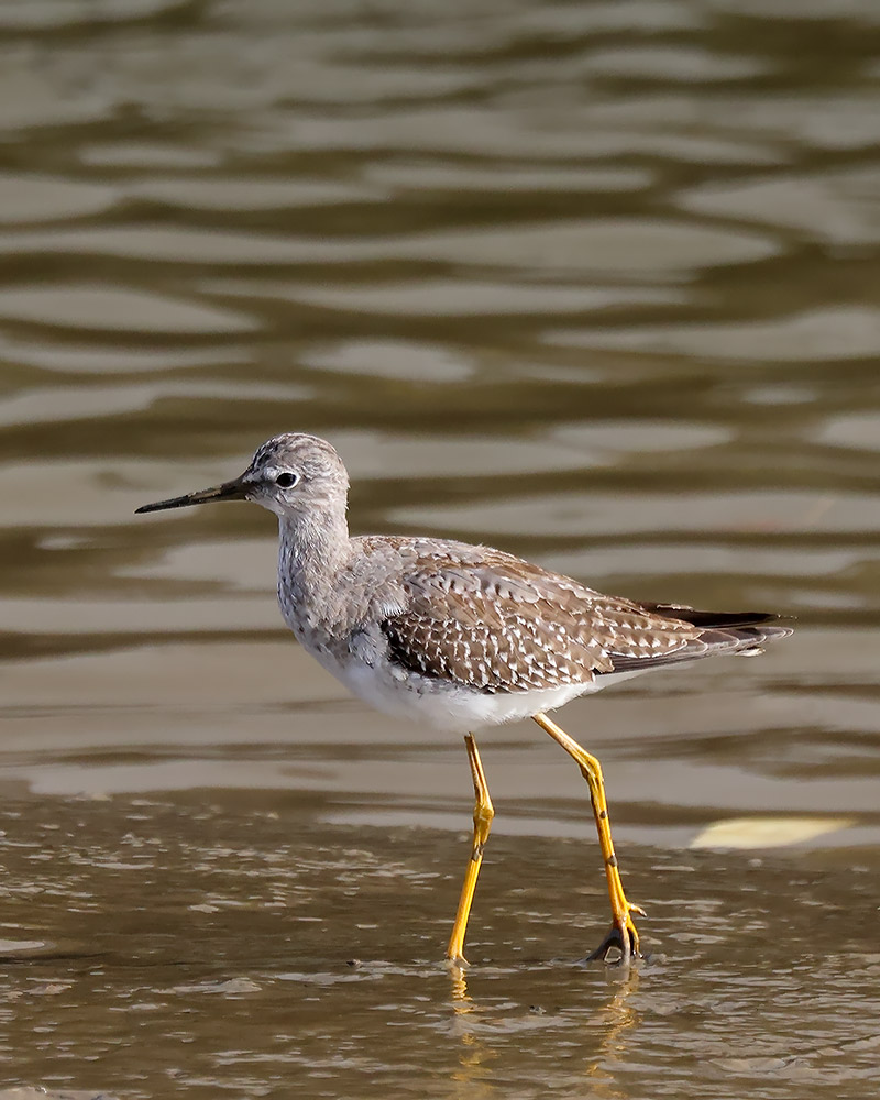 Lesser yellowlegs